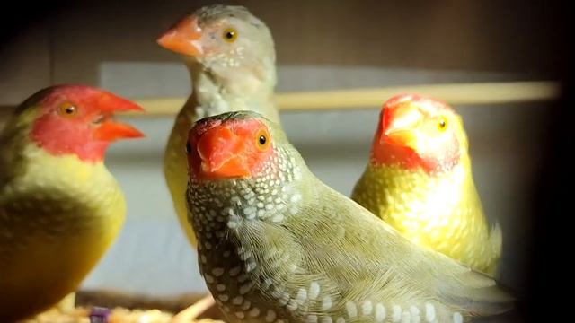 Птицы в поезде/переноски из картонных коробок/вода в дороге смотреть онлайн