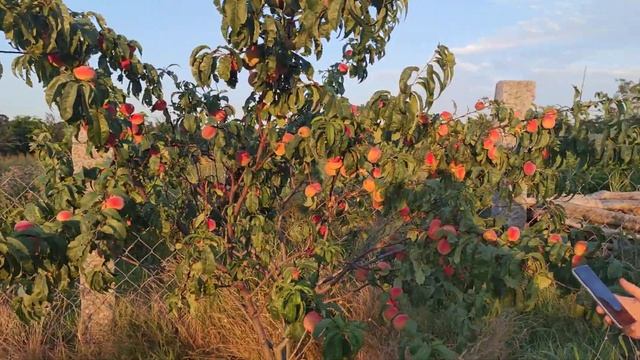 Персик Золотой Юбилей (крупномер) смотреть онлайн