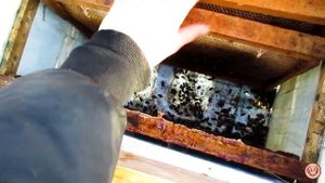 Ловушки на пчёл из пластиковых баклашек не работают. Beekeeping in plastic bottles does not work.