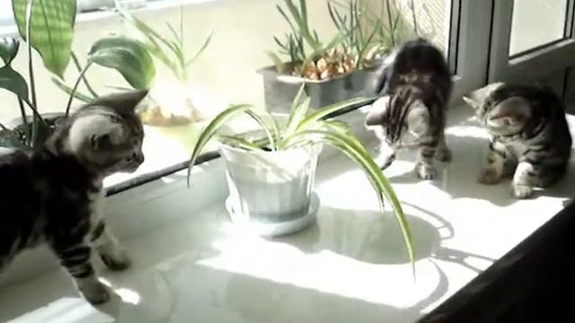 Котята на подоконнике