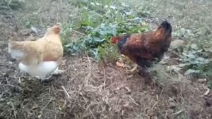 Крупные Куры Кохинхины. Петух Кохинхин Побеждает Ястреба??