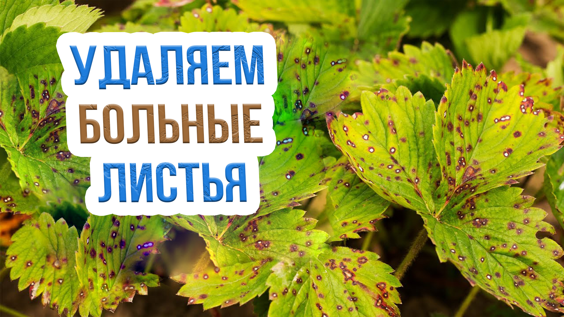 Как ухаживать за клубникой после сбора урожая? Готовим землянику к НОВОМУ СЕЗОНУ!
