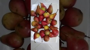 Груша -Нарядная Ефимова.