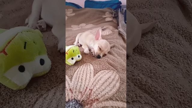 сон прежде всего#чишка#Миля# смотреть онлайн