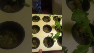 Салат на проточной гидропонике