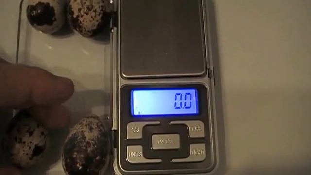 Потеря веса перепелиным яйцом при хранении смотреть онлайн