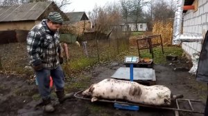 Мясники больше не ОБМАНУТ на ВЕСАХ. Свиноводство.