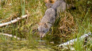 Дикие и опасные обитатели Пострежского болота | Все как у людей