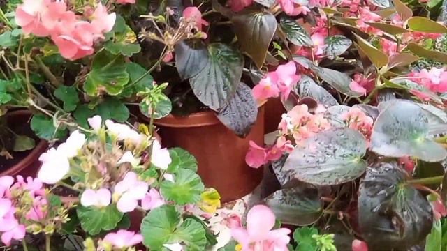 Ooty Botanical Garden... смотреть онлайн