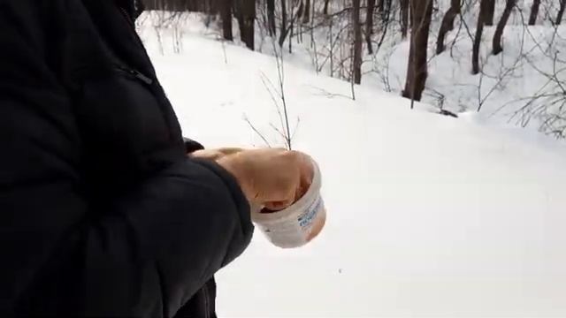 Купольная теплица зимой. Тестируем Светлицу в условиях Урала