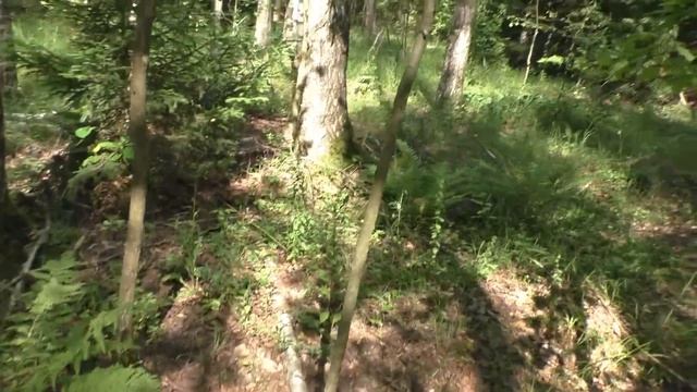 ЭТО ЗНАК! НАДО ИДТИ ЗА МАСЛЯТАМИ! РЫЖИКИ В ИЮЛЕ! смотреть онлайн