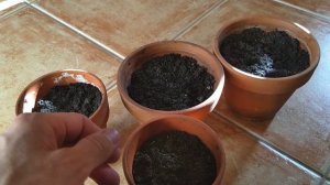 Growing Flying Dragon Orange From Seed - Cold Hardy Citrus - Poncirus Trifoliata