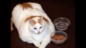 Самые толстые коты в мире