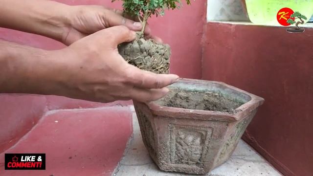 Best Bonsai for Beginners ll Dwarf Murraya Paniculata bonsai ll Mini Kamini смотреть онлайн