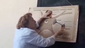 Физиология ЦНС, механизмы торможения в нейронах спинного мозга