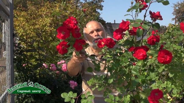 Канадская роза парковая роза с повышенной зимостойкостью и частичной ремонтантностью, украшение л смотреть онлайн