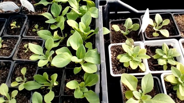 Ах! Цветы цветочки! Каланхоэ смотреть онлайн