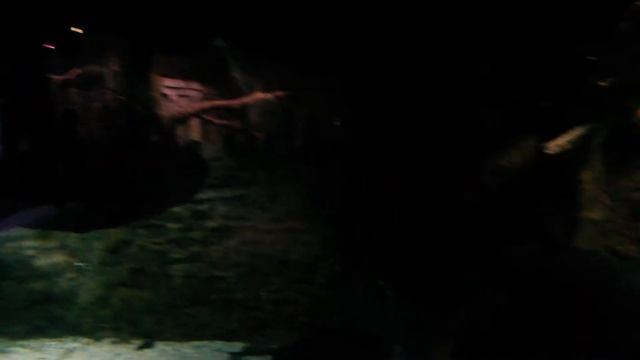 Сом, Амазонский широкотел Воронежский океанариум смотреть онлайн