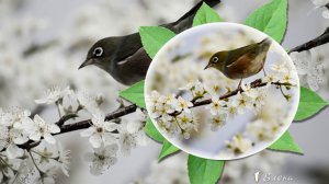 Цветущая весна*