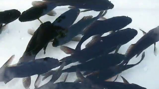 Комета чёрная Carassius auratus смотреть онлайн