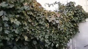 Виноград Юпитер 2021 по простому