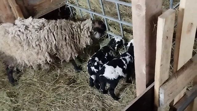 КАИН.ГОРОДА И НАВОЗ смотреть онлайн