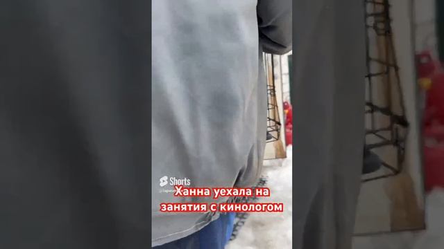 Собаки в добрые руки