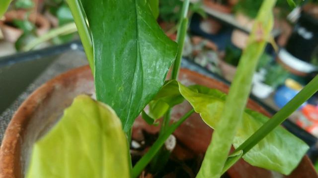 Syngonium Mojito