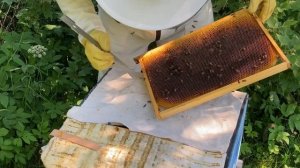 100% приём матки | Подсадка матки к Среднерусской пчеле | Replacement of the bee queen