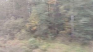 Электричка: Верещагино - Пермь-2 ( город Пермь) - Шаля.