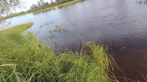 А  карась  был  хороший..Чистим    место  на  озере  для  рыбалки..