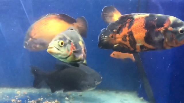 HUGE MONSTER OSCAR FISH "TIPS YOU NEED TO KNOW" смотреть онлайн