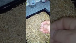 переработка корней пырея