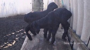 Гиссары. Ягнята Гиссарской породы.