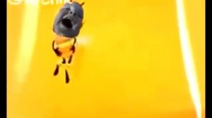 Повар спрашивает повара Ремикс Миль Попс