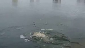Череп коровы падает в воду.