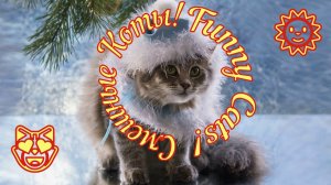 Смешные Коты 12 Funny Cats Юмор.mp4