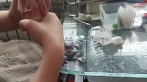 как ухаживать за игрушечной лягушкой ?!Новый персонаж : Леди Варя!🎉🐸