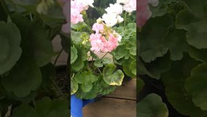 Сравнительное видео сортов пеларгонии Salima DZ, Dovepoint, Odensjo Evelyn Shelby, Clair