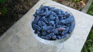 ВСЕ О ЖИМОЛОСТИ//СОРТА//УХОД//УРОЖАЙ