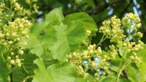 Медонос клён гиннала. Описание. Медопродуктивность