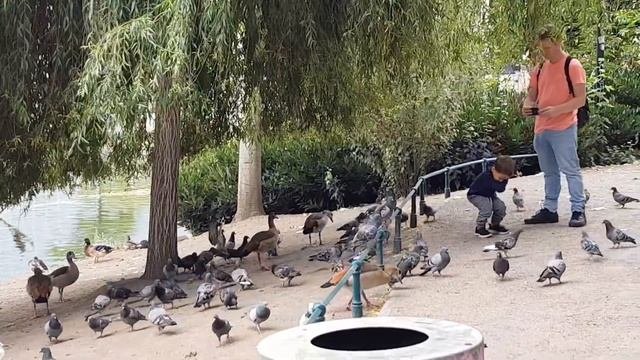 Playing With Ducks In The HOFGARTEN DÜSSELDORF, GERMANY