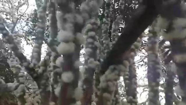 Florada da Jabuticaba смотреть онлайн