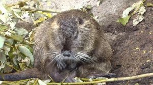 Бобры и бобрята