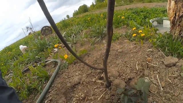 Ремонтантная ЕЖЕВИКА ЗАЦВЕЛА! || Проект САЖЕНЦЫ, 7 смотреть онлайн