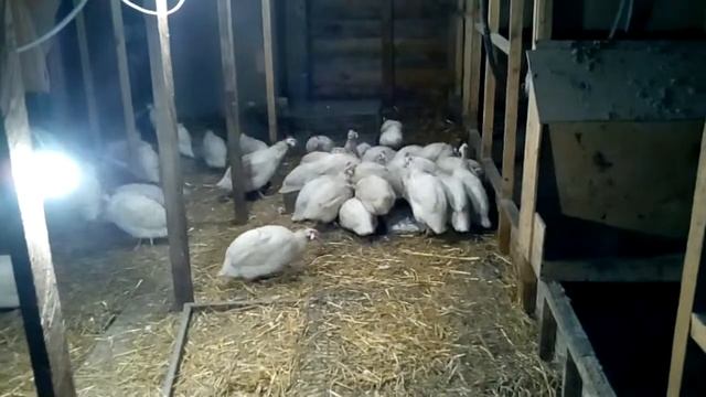Волжские белые цесарки