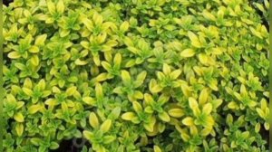 Тимьян ползучий