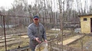 Весна 2013. Мульчирование яблонь опилками и соломой (2).