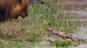 кто сильнее лев или крокодил/who is stronger lion or crocodile