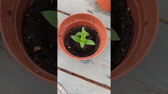 Коллекция мяты из маленькой веточки. Размножение мяты черенками. смотреть онлайн